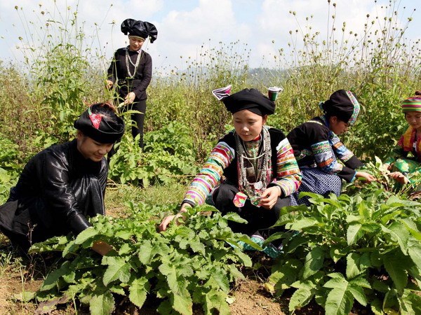 Tiềm năng phát triển ngành dược liệu ở Việt Nam rất lớn - Ảnh 1. Tiềm năng phát triển ngành dược liệu ở Việt Nam rất lớn - Ảnh 1.
